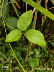 Centrosema pubescens