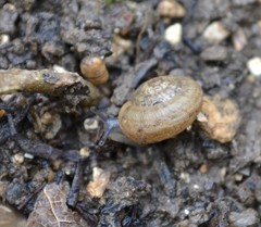 Backeljaia gigaxii