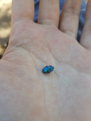 Eurhinus
