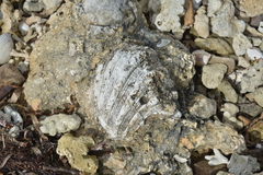 Hippopus