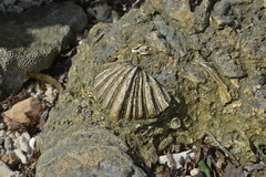 Hippopus