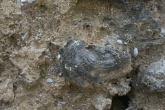 Hippopus