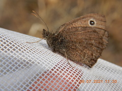 Cercyonis oetus