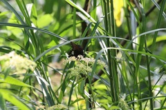Papilio castor formosanus