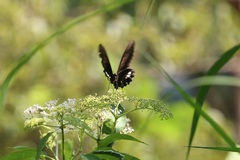 Papilio castor