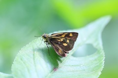 Ampittia virgata