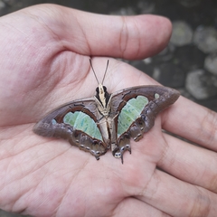 Polyura athamas