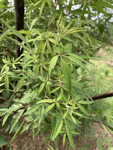 Vitex negundo iNat (3)