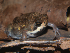Breviceps poweri