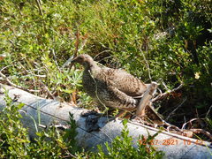 Dendragapus fuliginosus