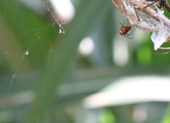 Argyrodes miniaceus