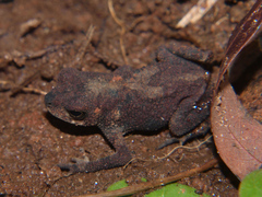 Taita Toad photo 5