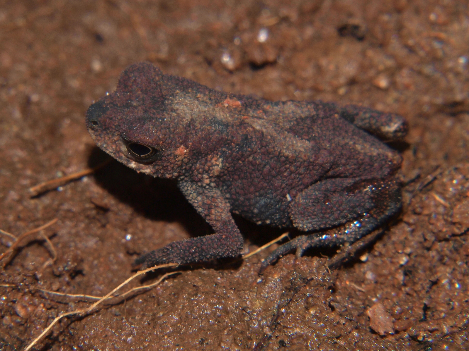 Mertensophryne taitana (Peters, 1878)