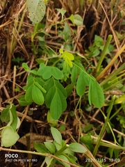 Dalbergia lanceolaria