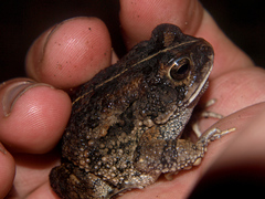 Sclerophrys pusilla