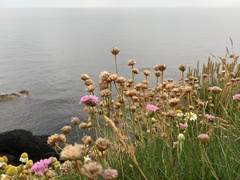 Armeria maritima maritima