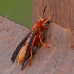 Polistes