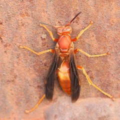 Polistes