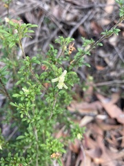 Xanthosia stellata