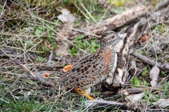 Turnix varius varius