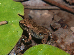 Arthroleptis xenodactyloides