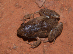 Arthroleptis xenochirus