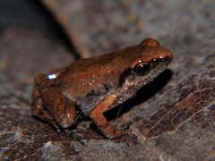 Arthroleptis xenochirus