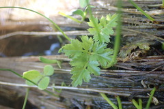 Coptis aspleniifolia