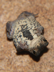 Dark-Sided Toad photo 3