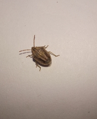 Aeliomorpha