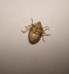 Aeliomorpha