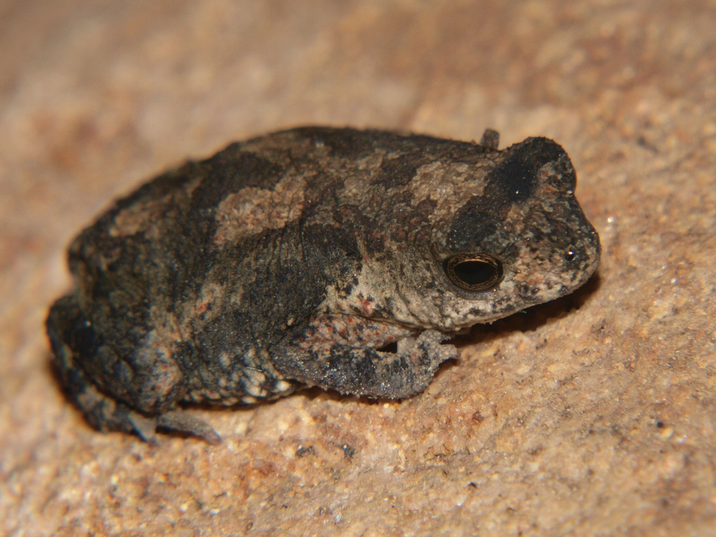 Dark-Sided Toad