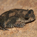 Dark-sided Toad - Photo (c) william van Niekerk, some rights reserved (CC BY-NC), uploaded by william van Niekerk