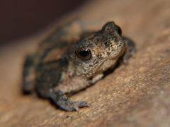 Dark-Sided Toad photo 2