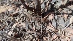 Psammodromus occidentalis