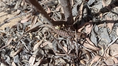 Psammodromus occidentalis