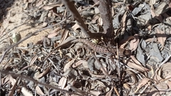 Psammodromus occidentalis