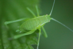 Isophya camptoxypha