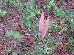 Asclepias amplexicaulis