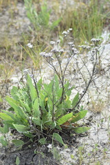 Limonium gmelinii
