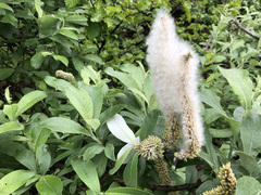 Salix alaxensis