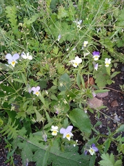 Viola tricolor
