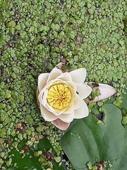 Nymphaea alba