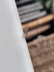 Psorophora cyanescens