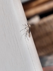 Psorophora cyanescens