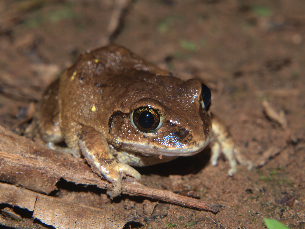 Bocage's Burrowing Frog