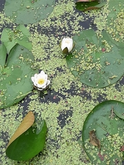 Nymphaea alba