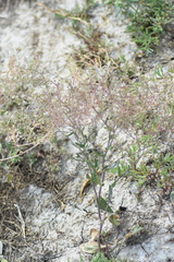 Lepidium cartilagineum