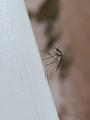 Psorophora cyanescens