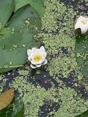 Nymphaea alba
